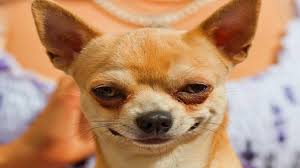 Chihuahua may not belong to Ms H-W, but is indicative of the smug little bastards.