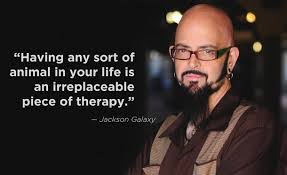 jackson galaxy