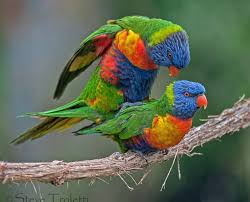 lorikeets having sex