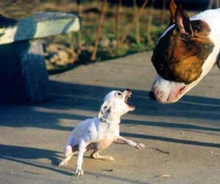 Cantankerous-chihuahua