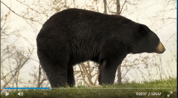nemacolin pennsylvania bear