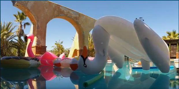 somebody please think of th swans