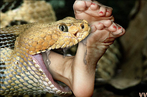 snake feet