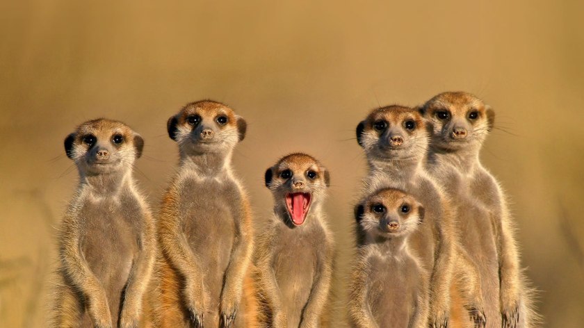 meerkats